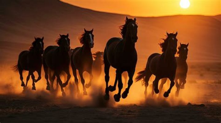 1920s India: Boy, Horse, & Freedom's Journey