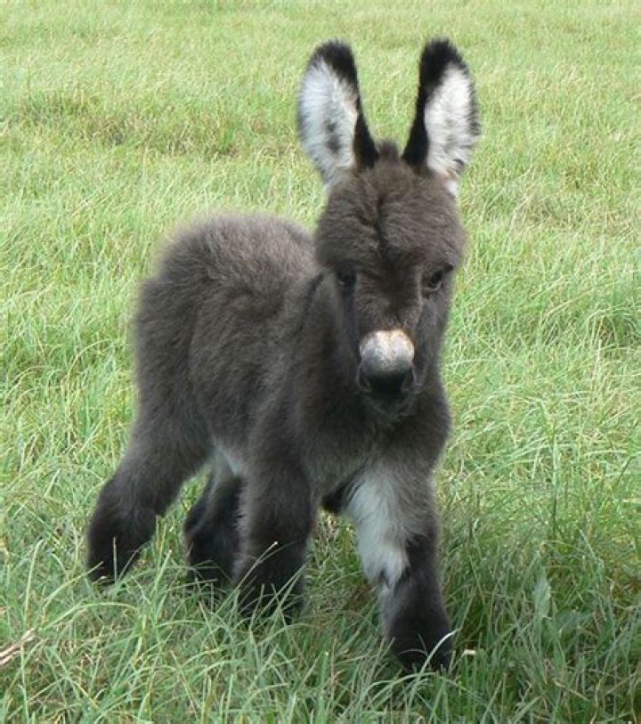 Adorable Baby Donkey Facts: What is a Foal?