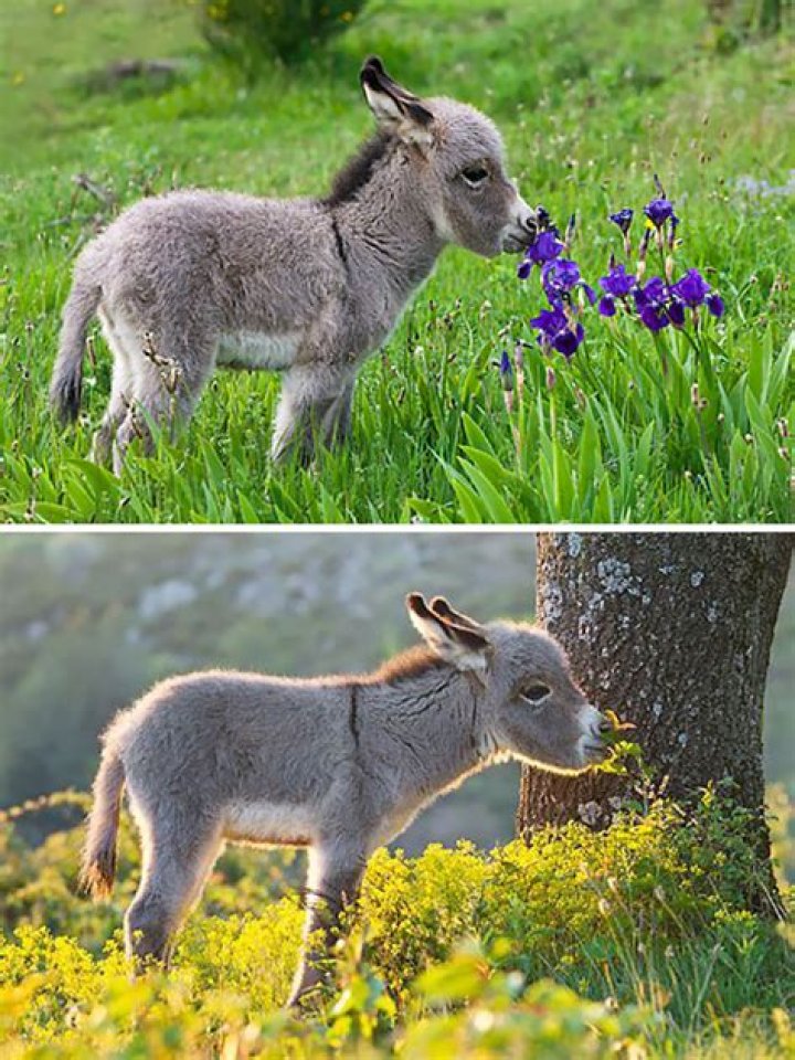 Adorable Baby Donkeys: Discover Fun Foal Facts