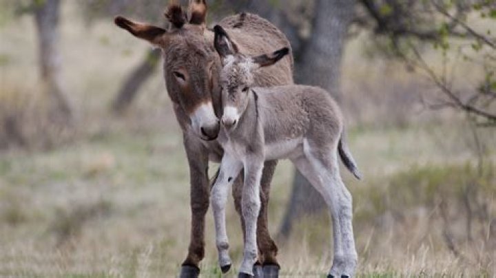Adorable Baby Donkeys: Facts About Foals