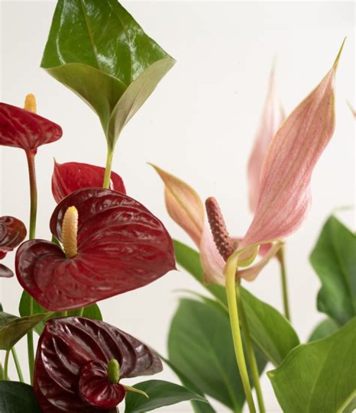 Grow & Care for Anthurium Emma Plants