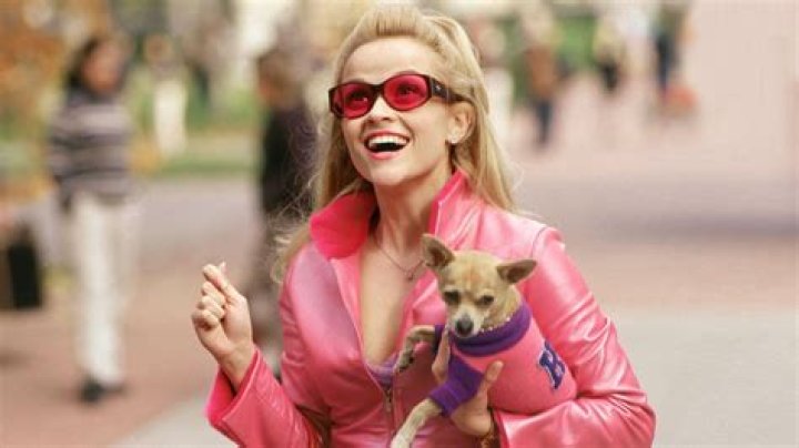 Legally Blonde Prequel: Everything We Know