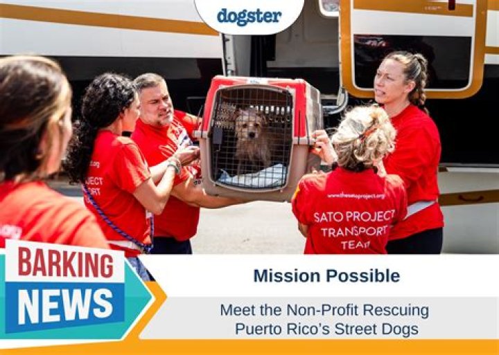 Rescuing Sato Dogs: Puerto Rico's Street Dogs