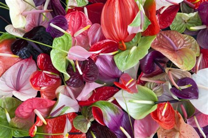 Top Anthurium Varieties: Care, Colors & More