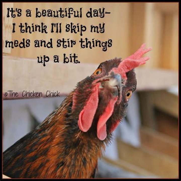 Top Chicken Quotes: Funny & Inspiring