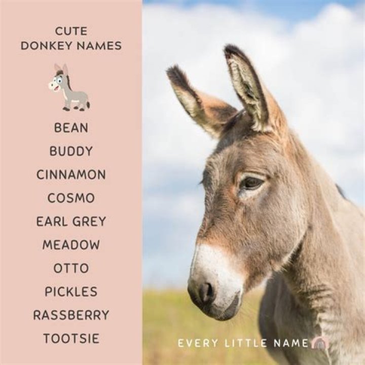 Top Donkey Names for Your Adorable Pet