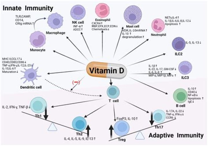 Vitamin D & Immune System: How They Work Together. Learn More!